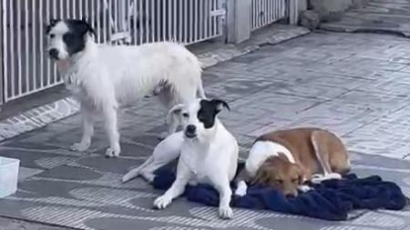 Cães são barrados de entrar na casa onde moravam após tutora se mudar e abandoná-los