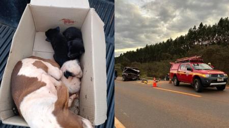 Cadela e filhotes sobrevivem em acidente que matou três pessoas no interior de Minas