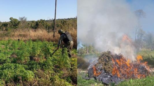 Operação conjunta entre Brasil e Paraguai inutiliza mais de 1 mil toneladas de maconha