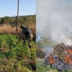 Operação conjunta entre Brasil e Paraguai inutiliza mais de 1 mil toneladas de maconha