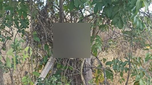 Jovem é preso após decapitar vizinho e pendurar cabeça em árvore na casa da avó no Norte de Minas