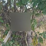 Jovem é preso após decapitar vizinho e pendurar cabeça em árvore na casa da avó no Norte de Minas