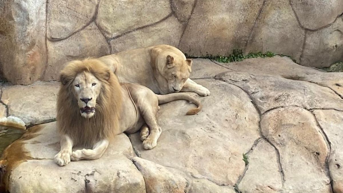 Zoológico de BH recebe casal de leões-brancos; saiba quando começa a visitação