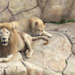 Zoológico de BH recebe casal de leões-brancos; saiba quando começa a visitação