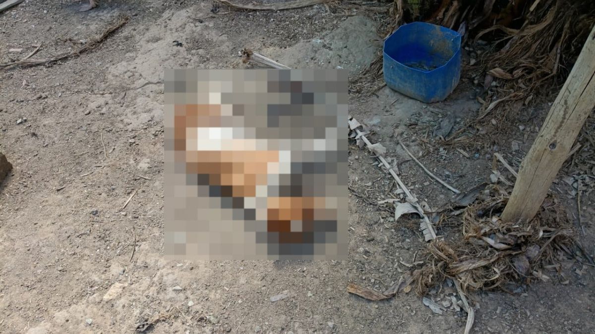 PM encontra corpo de pit bull acorrentado e prende tutor em Divinópolis