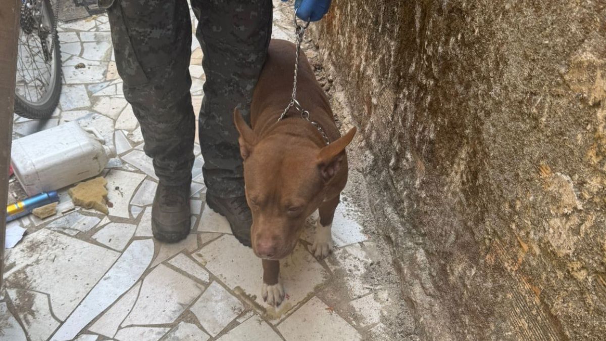 Pitbull usado de guarda na casa de traficante é encaminhado para adoção em Nova Lima