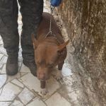 Pitbull usado de guarda na casa de traficante é encaminhado para adoção em Nova Lima