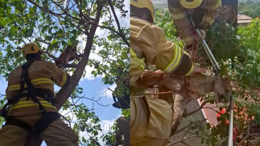 Após força-tarefa, bombeiros capturam onça-parda em área residencial em MG