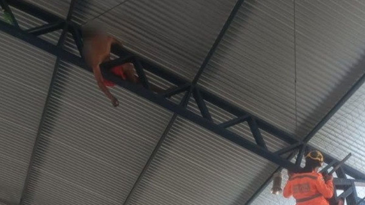 Vídeo: homem fica preso no teto de ginásio no interior de MG após tentar buscar bola