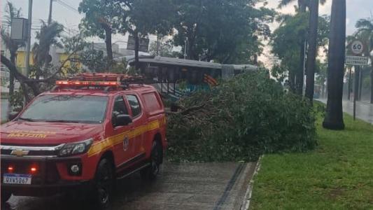 Árvore derrubada por tempestade fecha pista do Move na Avenida Antônio Carlos, em BH