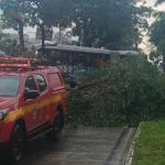 Árvore derrubada por tempestade fecha pista do Move na Avenida Antônio Carlos, em BH