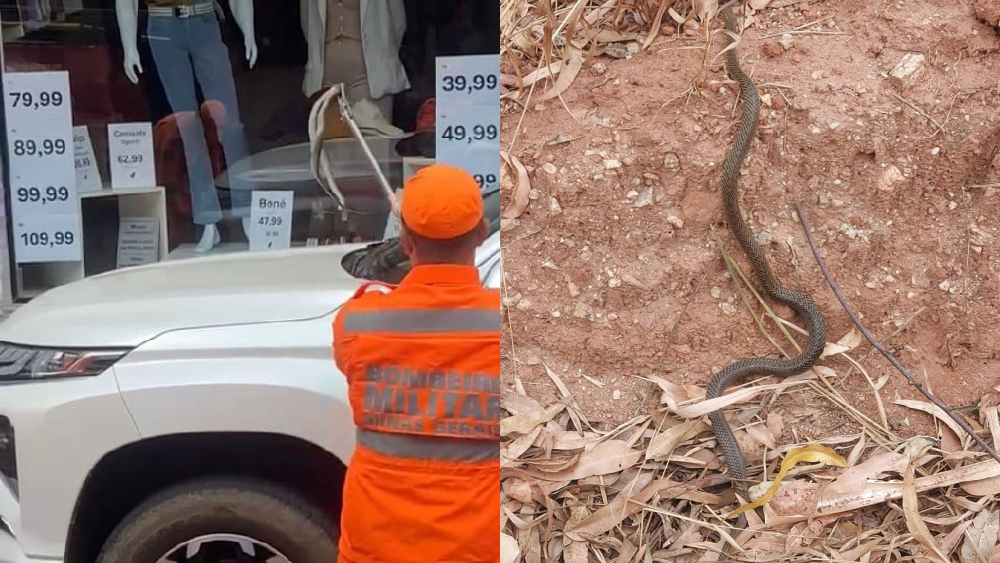 Vídeo: motorista encontra cobra em para-brisa de carro no centro de Alfenas, em Minas