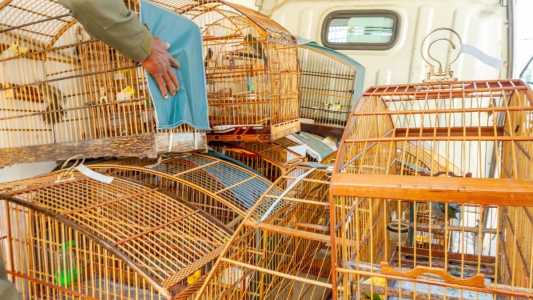 Operação contra o tráfico de fauna silvestre resgata 755 animais e prende 19 suspeitos
