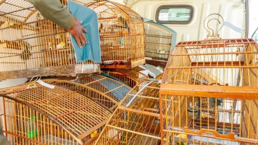 Operação contra o tráfico de fauna silvestre resgata 755 animais e prende 19 suspeitos