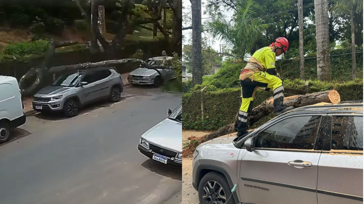 Vídeo: árvore cai em cima de Jeep estacionado em rua do bairro Cidade Nova, em BH