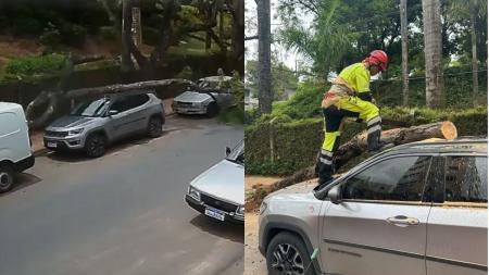 Árvore cai em cima de Jeep estacionado em rua do bairro Cidade Nova, em BH
