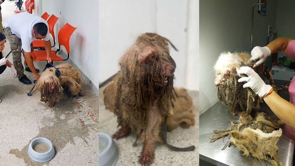 Justiça do CE aceita ação contra tutora de cão com infecções, anemia e pelo duro por sujeira