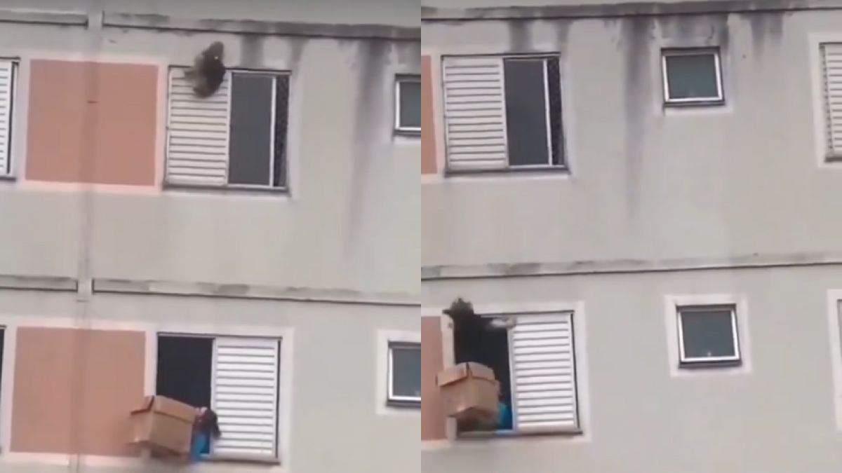 Vídeo: mulher usa caixa de papelão e salva cachorro de cair de prédio em SP