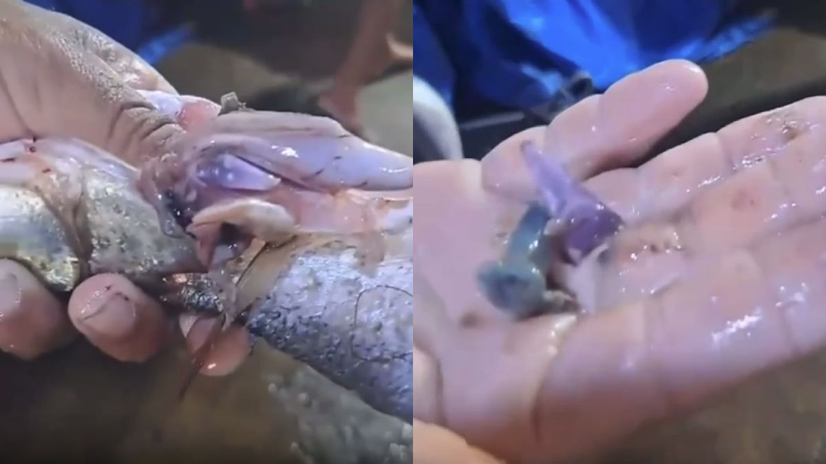 Vídeo: pescador encontra dois pinos de cocaína dentro de peixe no interior de SP