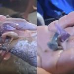 Vídeo: pescador encontra dois pinos de cocaína dentro de peixe no interior de SP