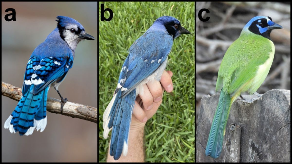 Cientistas descobrem nos EUA primeiro animal híbrido gerado por mudanças climáticas