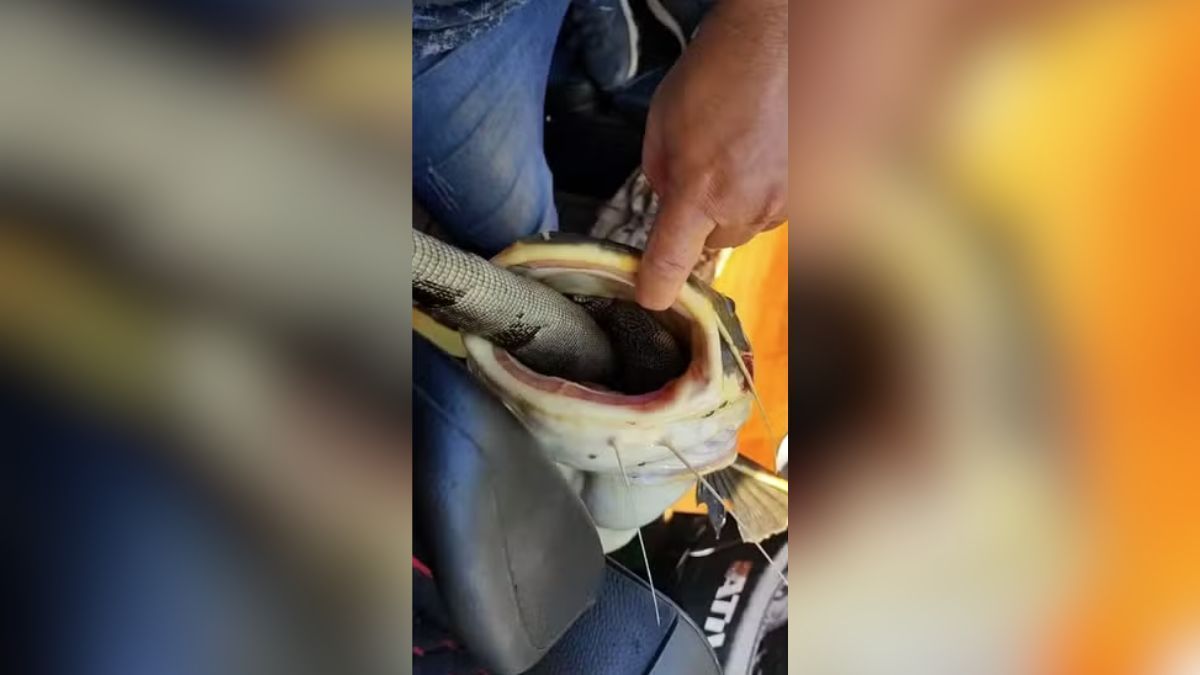 Peixe fica 'engasgado' com iguana em rio no Pará e é salvo por pescadores de MG