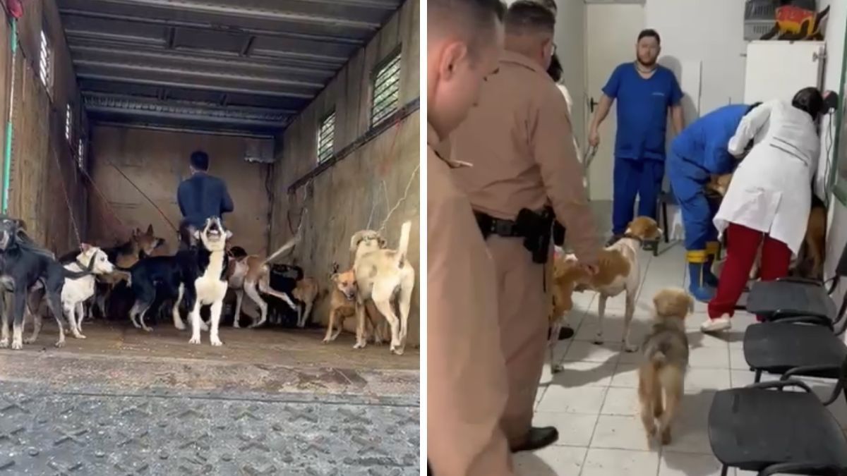Diversos cães são resgatados de enchentes na região das Ilhas, em Porto Alegre; veja vídeo