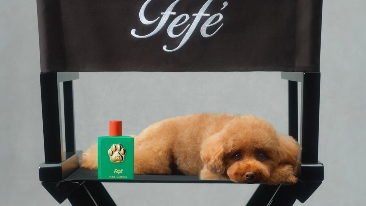 Custando mais de R$ 550, Dolce&Gabbana lança perfume para cães