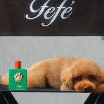 Custando mais de R$ 550, Dolce&Gabbana lança perfume para cães