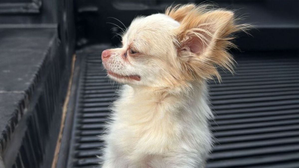 Por que raças pequenas de cachorro vivem mais?