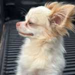 Por que raças pequenas de cachorro vivem mais?