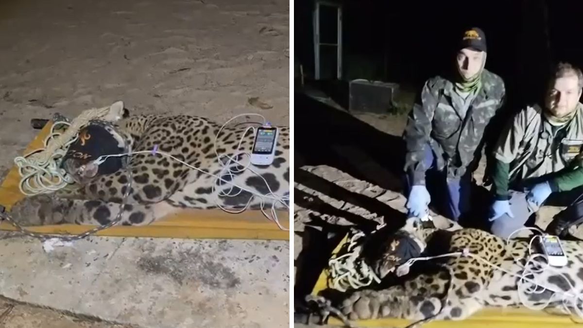 Onça que devorou caseiro ameaça atacar veterinários durante reabilitação: 'reativa a humanos'