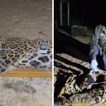 Onça que devorou caseiro ameaça atacar veterinários durante reabilitação: 'reativa a humanos'