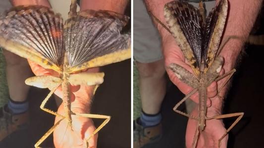 Nova espécie de bicho-pau foi encontrada na Austrália