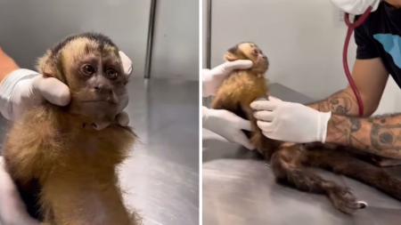 Macaca 'Maria' pode ficar paraplégica