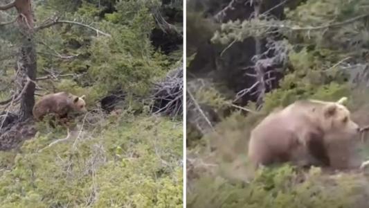 Urso atacou alpinista na Grécia