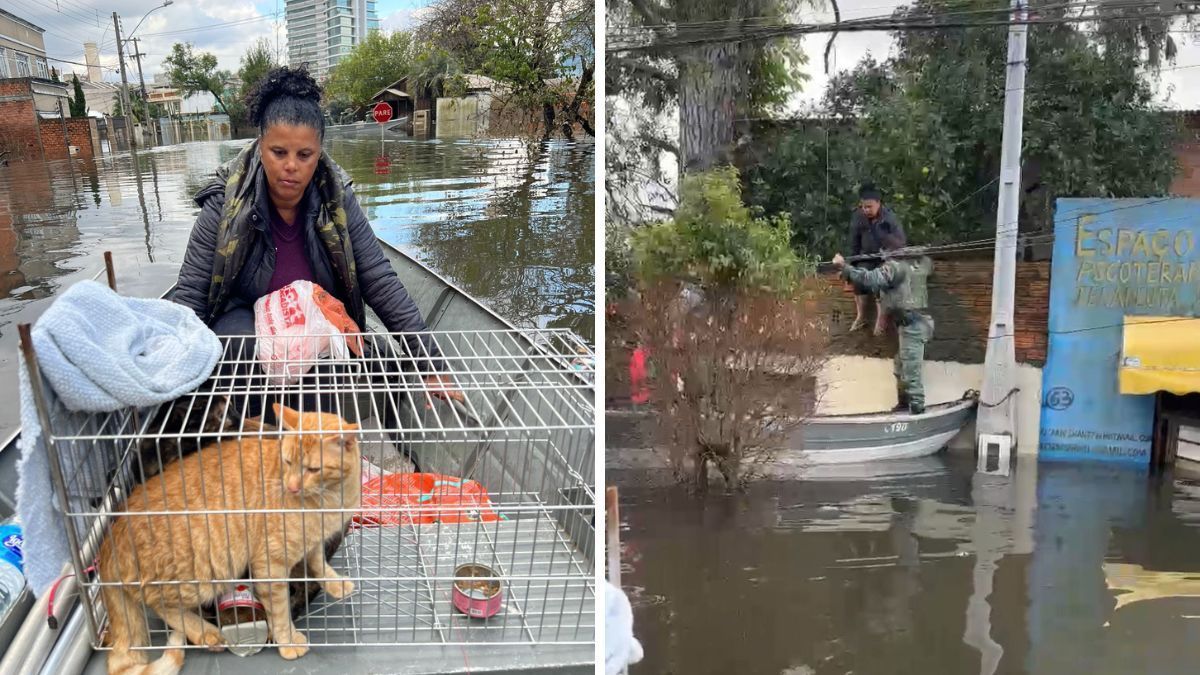 PMs de Minas resgatam mulher e dois gatos ilhados em Canoas, no RS; veja vídeo