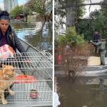 PMs de Minas resgatam mulher e dois gatos ilhados em Canoas, no RS; veja vídeo