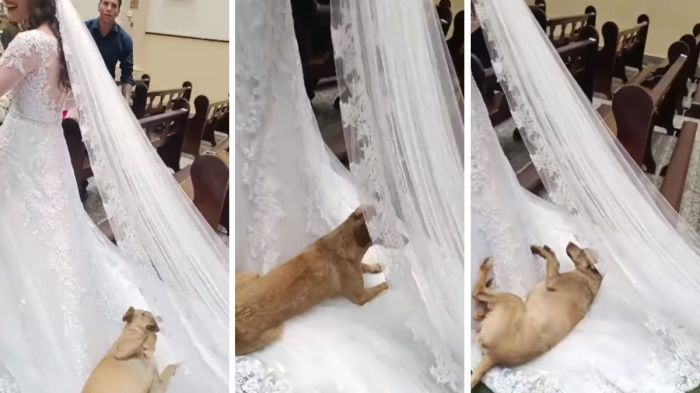 Cão invadiu casamento e se deitou no vestido da noiva