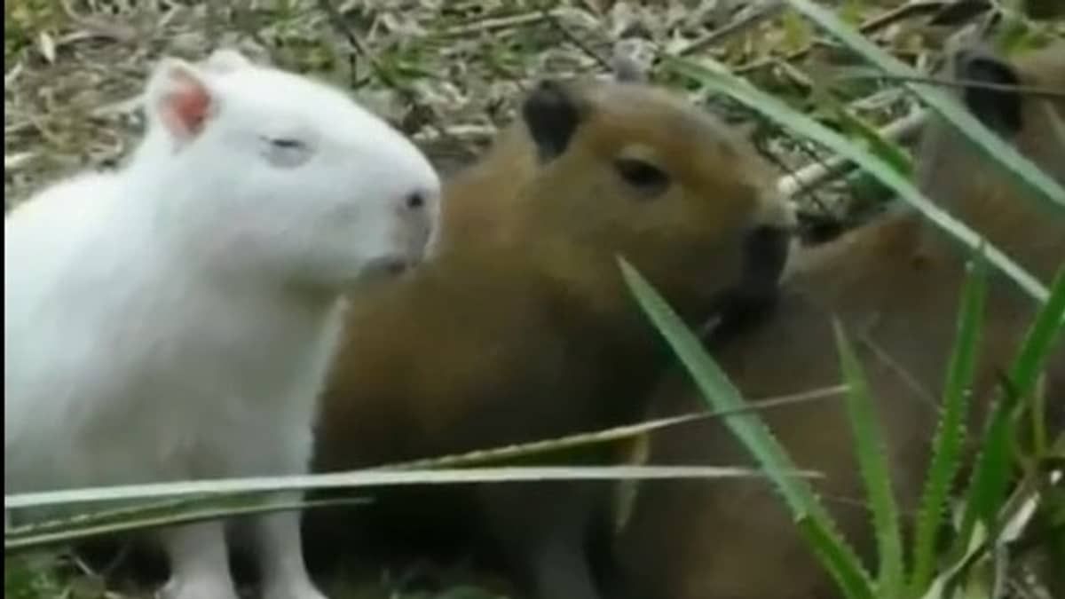 Vídeo: filhote de capivara albina é visto 'numa boa' com bando e imagem viraliza  