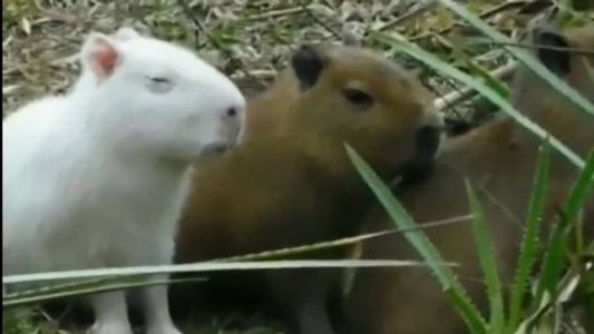 Capivara estava junto com outros filhotes próximo a um rio no Uruguai