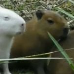 Vídeo: filhote de capivara albina é visto 'numa boa' com bando e imagem viraliza  