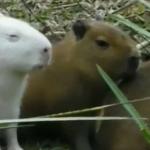 Vídeo: filhote de capivara albina é visto 'numa boa' com bando e imagem viraliza