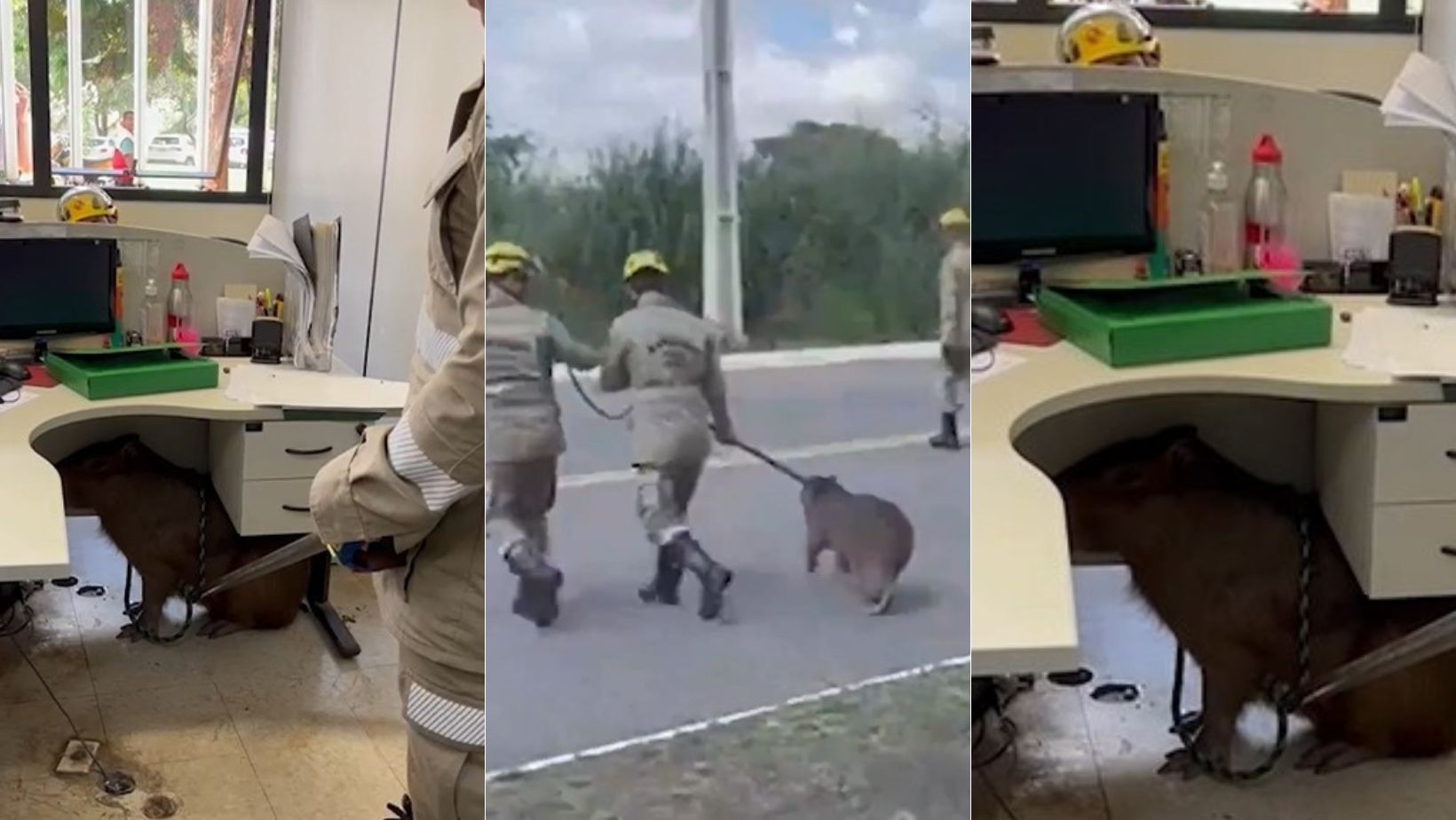 Vídeo: bombeiros resgatam animal silvestre dentro de prefeitura
