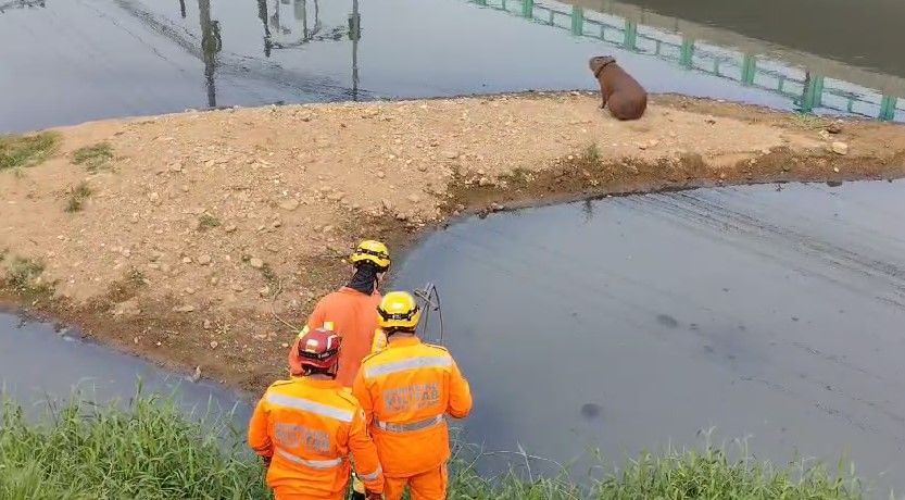 Bombeiros tentam capturar capivara que está com câmara de ar presa no pescoço há dias em rio de MG