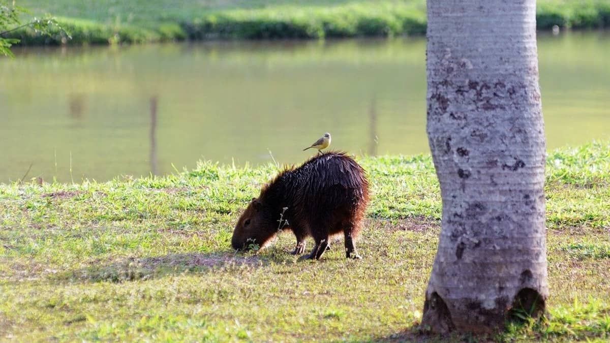Febre maculosa: Campinas começa 'censo' de capivaras em parques públicos 