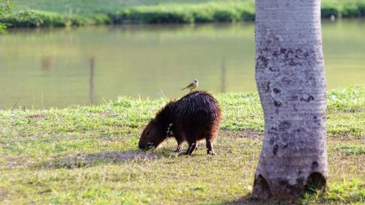 Capivaras devem ser castradas e microchipadas em Campinas (SP)