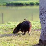 Febre maculosa: Campinas começa 'censo' de capivaras em parques públicos 