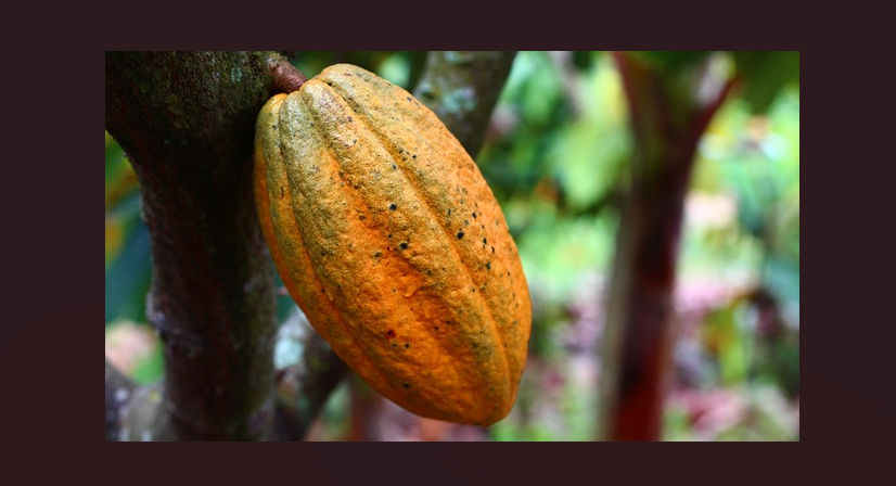 Por que Minas não tem cacau? Entenda o que dificulta a produção da fruta