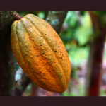 Por que Minas não tem cacau? Entenda o que dificulta a produção da fruta